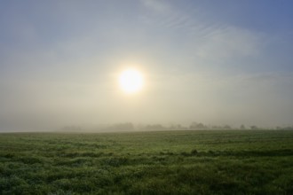 Bright sunshine through fog on a wide meadow, Mönchberg, Miltenberg, Spessart, Bavaria, Germany