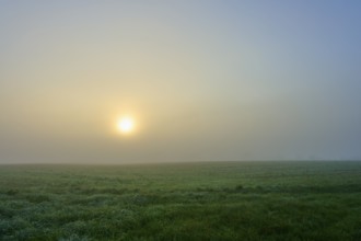 The sun shines through the morning fog over a green meadow, Mönchberg, Miltenberg, Spessart,