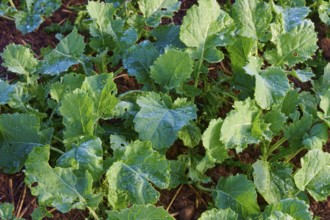 Close-up of rutabaga (Brassica napus), dewy green leaves, Mönchberg, Miltenberg, Spessart, Bavaria,