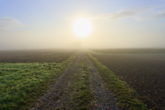 Field path in fog with rising sun and fields, Mönchberg, Miltenberg, Spessart, Bavaria, Germany