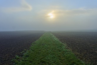 Foggy meadow path and field, quiet atmosphere, Mönchberg, Miltenberg, Spessart, Bavaria, Germany