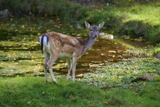 Fallow deer (Dama dama), standing at the edge of a small pond, Germany