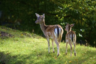 Fallow deer (Dama dama), an adult and a fawn, standing in a sunny meadow, Germany