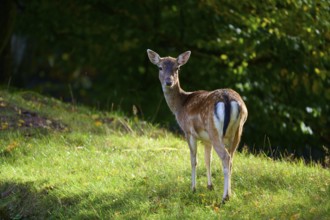 Fallow deer (Dama dama), enjoying the sun on a green meadow with trees in the background, Germany