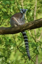 A catta (Lemur catta), sitting on a branch surrounded by green foliage, France
