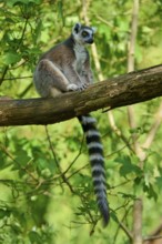 A catta (Lemur catta), resting on a branch in the dense greenery, France