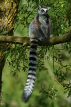 A catta (Lemur catta), sitting attentively on a branch, surrounded by green vegetation, France