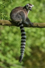 A catta (Lemur catta), sitting on a branch, surrounded by green nature in the background, France