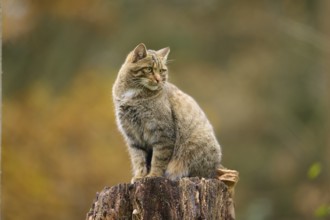 European wildcat (Felis silvestris), sitting attentively on a tree stump against an autumnal