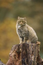 European wildcat (Felis silvestris), sitting elevated on a tree stump, surrounded by autumn tones,