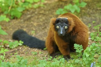 Red ruffed lemur (Varecia rubra), with striking fur sits attentively on the forest floor, France