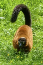 Red ruffed lemur (Varecia rubra), moving through the green grass with tail raised high, France