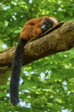 Red ruffed lemur (Varecia rubra), sleeping peacefully on a tree trunk in the wild, France