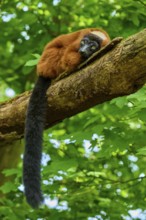 Red ruffed lemur (Varecia rubra), lying quietly with a long tail on a tree trunk, France