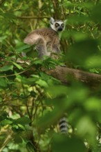 Catta (Lemur catta), sitting on a tree surrounded by dense foliage, France