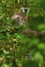 Catta (Lemur catta), looking down attentively from a tree, France