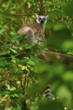 Catta (Lemur catta), resting on a tree surrounded by green leaves, France