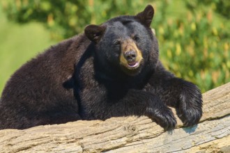 American Black Bear (Ursus americanus), lying on a log, France
