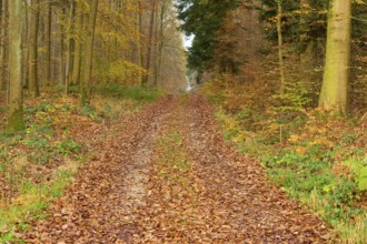 Quiet forest path covered with autumn leaves in a dense forest, Hornbach, Walldürn, Odenwald,