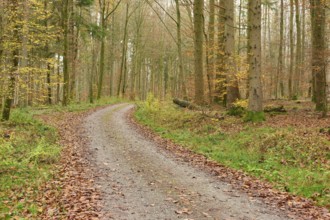 Winding forest path with autumn foliage, surrounded by tall trees, beech trees, Odenwald,
