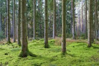 Green forest with moss-covered ground, sunbeams tickle between the trees, beech trees, Odenwald,