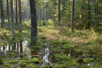 Wooded area with a water surface and lush greenery, Buchen, Odenwald, Neckar-Odenwald district,