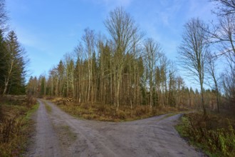 A fork in the road in an autumnal forest under a clear blue sky, Odenwald, Neckar-Odenwald