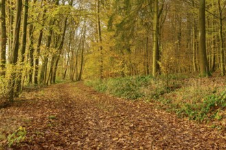 A forest path covered with autumn leaves, through a yellow forest, Hornbach, Walldürn, Odenwald,