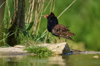 Ruff (Philomachus pugnax), with dark plumage standing close to the water, France