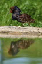 Ruff (Philomachus pugnax), standing on rocks on the shore, reflection visible in the water, France
