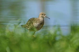 Female ruff (Philomachus pugnax), moving cautiously through the shallow water, France