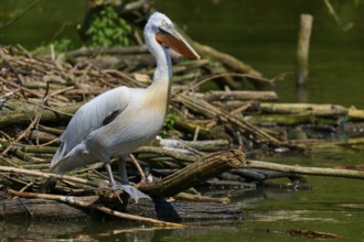 Dalmatian pelican (Pelecanus crispus), resting on the bank of a body of water, surrounded by
