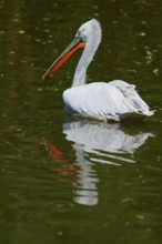 Dalmatian pelican (Pelecanus crispus), resting on a body of water, the clear water reflects its
