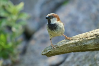 House sparrow (Passer domesticus), on a branch, looking attentively at the surroundings, surrounded
