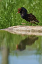 Ruff (Philomachus pugnax), walking near the water and reflected in the water, France