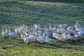 Geese gather in a tight group on a damp meadow, Kirchzell, Amorbach, Odenwald, Bavaria, Germany