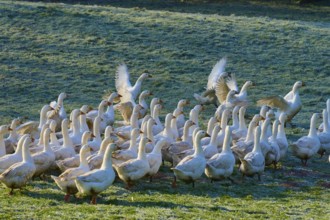 Geese with spread wings, surrounded by a larger group in the meadow, Kirchzell, Amorbach, Odenwald,