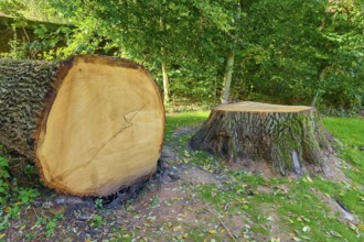 Felled oak tree with stump and visible annual rings, surrounded by dense trees, Amorbach, Odenwald,