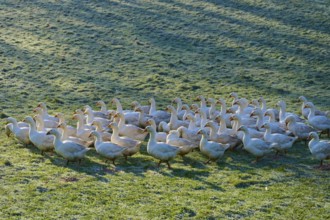 Geese move calmly across a meadow interspersed with light and shadow, Kirchzell, Amorbach,