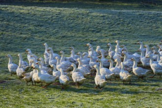 Flock of geese crossing a dewy meadow at dawn, Kirchzell, Amorbach, Odenwald, Bavaria, Germany