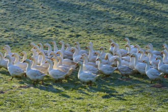 Geese standing close together and enjoying the cool morning light, Kirchzell, Amorbach, Odenwald,