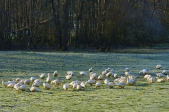 A flock of geese moves across a meadow bordered by a forest, Kirchzell, Amorbach, Odenwald,