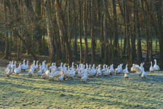 Geese standing on a frosty meadow near a dense forest, Kirchzell, Amorbach, Odenwald, Bavaria,