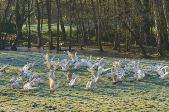 Geese frolicking in a meadow covered with morning dew next to the edge of a forest, Kirchzell,