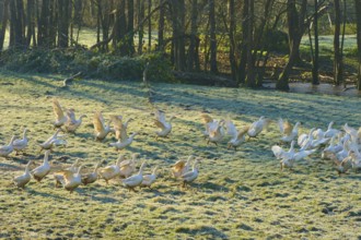 Geese move dynamically on a dewy meadow in front of a forest, Kirchzell, Amorbach, Odenwald,
