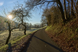 Sunlit path lined with bare trees in a frosty winter landscape, Kirchzell, Amorbach, Odenwald,