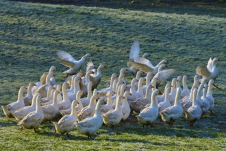 A large group of geese on a meadow covered with morning dew, Kirchzell, Amorbach, Odenwald,