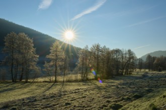 Bright morning sun over frost-covered trees in a wintry landscape, Kirchzell, Amorbach, Odenwald,