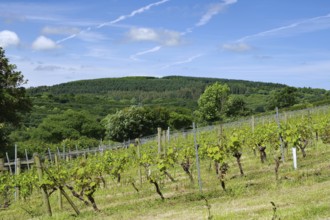 Vineyard on hilly landscape under blue sky with lush greenery, Camel Valley, Camel Trail, Cornwall,