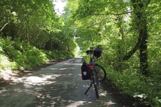 Cycling along a shady forest path surrounded by lush greenery, Wadebridge, Camel Trail, Cornwall,
